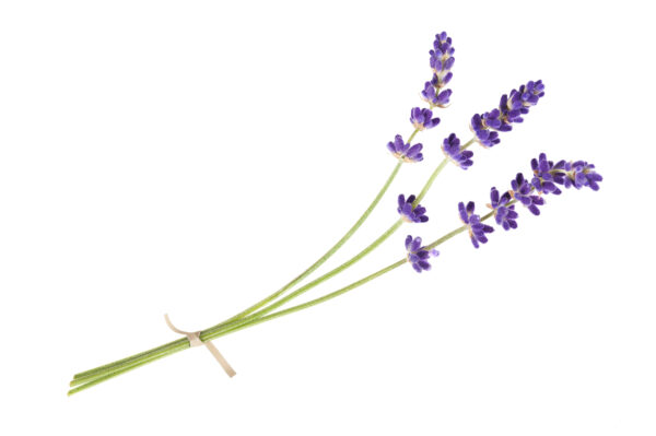 French-Lavender-600x399